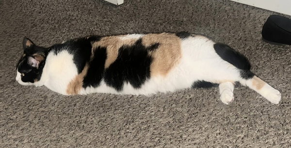 Buttercup