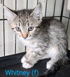 Whitney - Photo 2