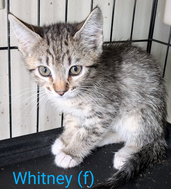 Whitney