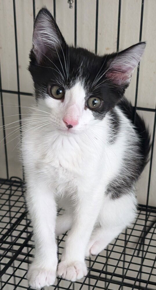adoptable Cat in San Bernardino, CA named Artsy