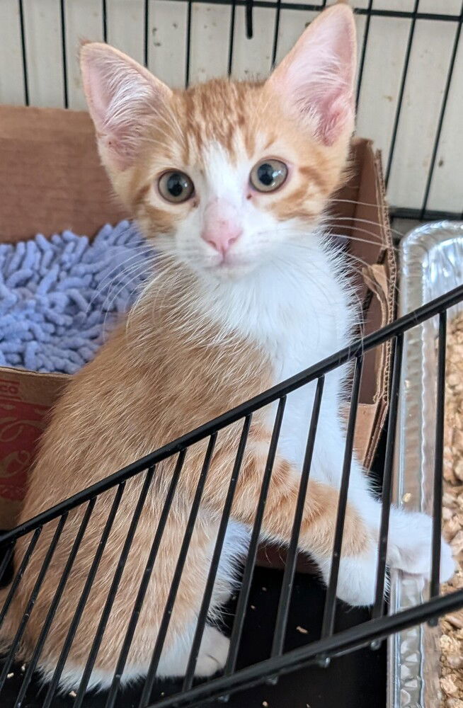 adoptable Cat in San Bernardino, CA named Zesty