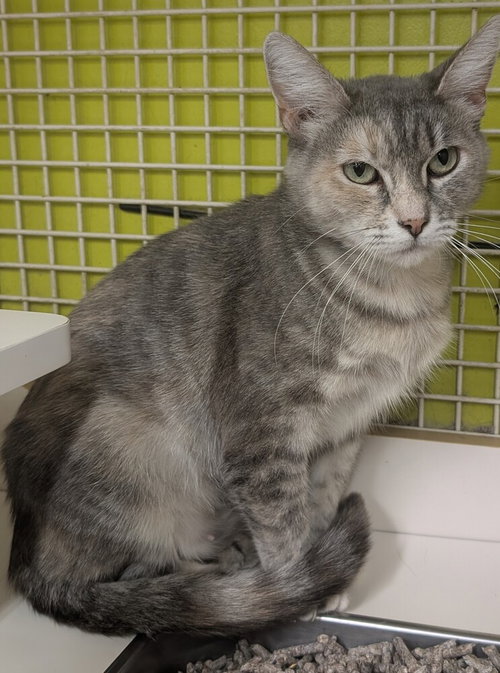 Sweetheart, Adult Maine Coon / Mixed (short coat), cat for adoption in Montclair, California