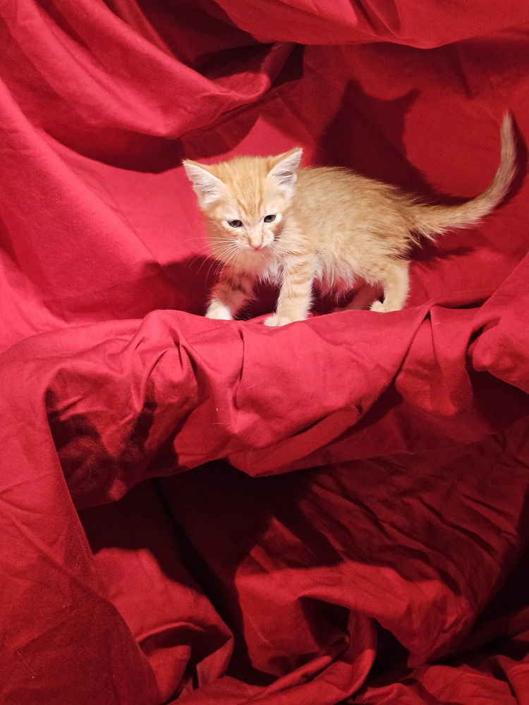 adoptable Cat in San Bernardino, CA named Pez