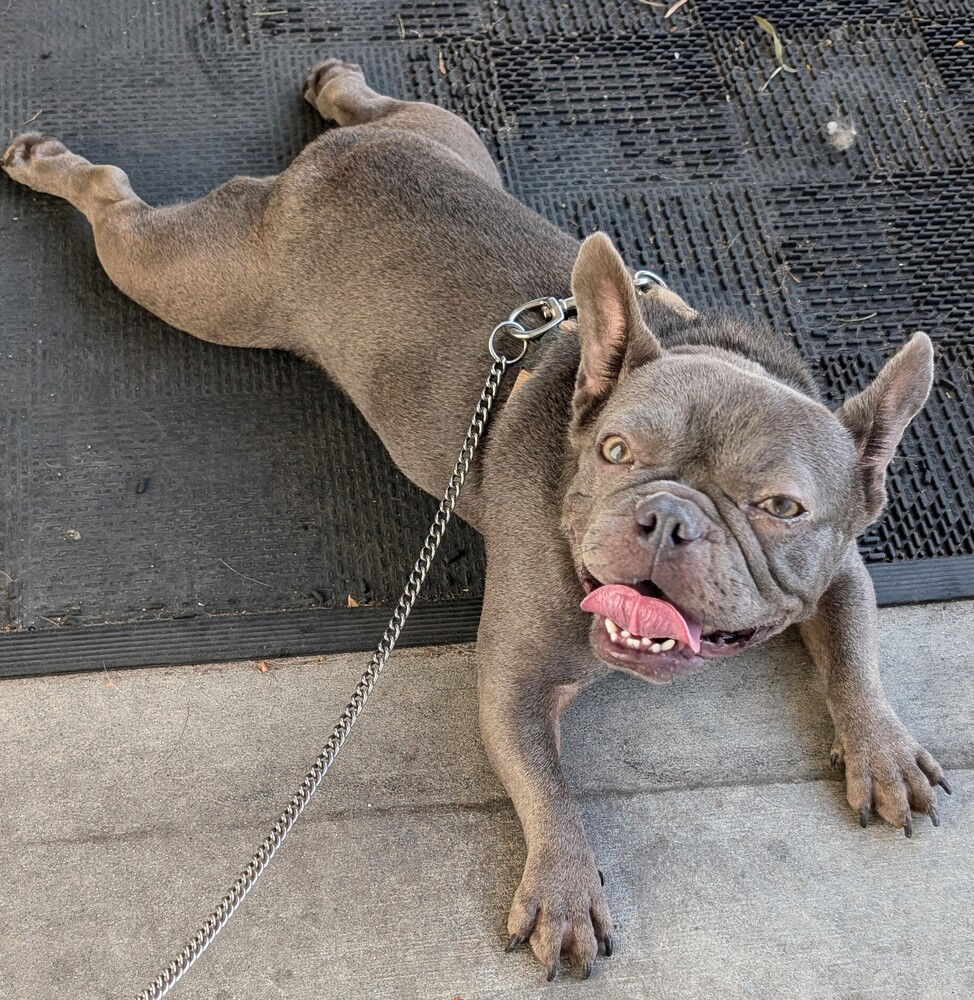 adoptable Dog in San Bernardino, CA named Ladybug