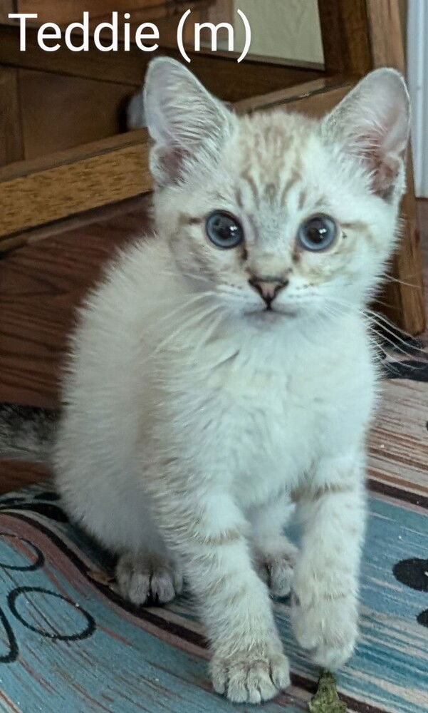 adoptable Cat in San Bernardino, CA named Teddie