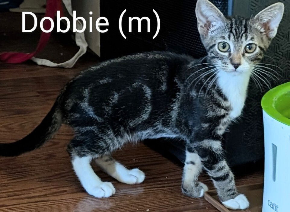 adoptable Cat in San Bernardino, CA named Dobbie