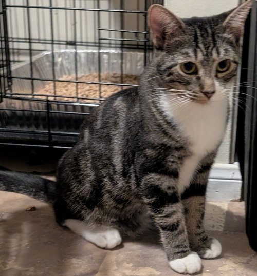 DOBBIE - Domestic Medium Hair available for adoption