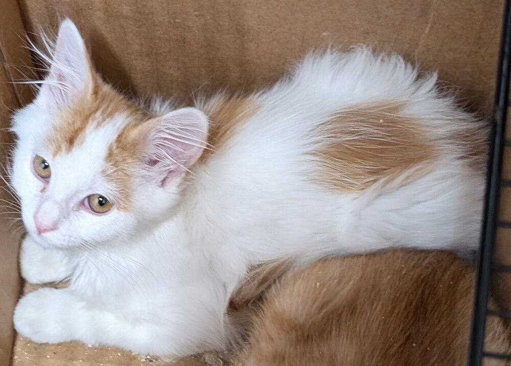 adoptable Cat in San Bernardino, CA named Juno