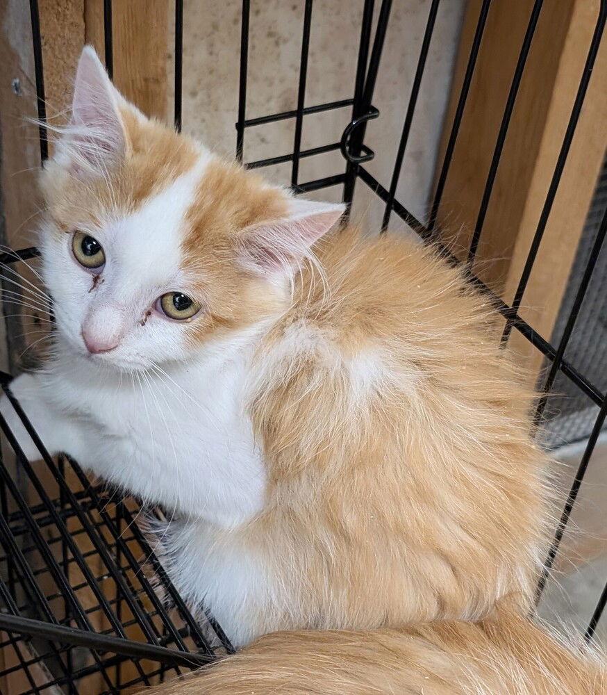adoptable Cat in San Bernardino, CA named Milo