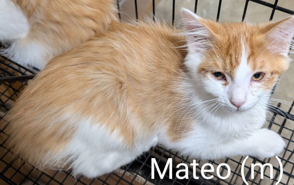 adoptable Cat in San Bernardino, CA named Mateo