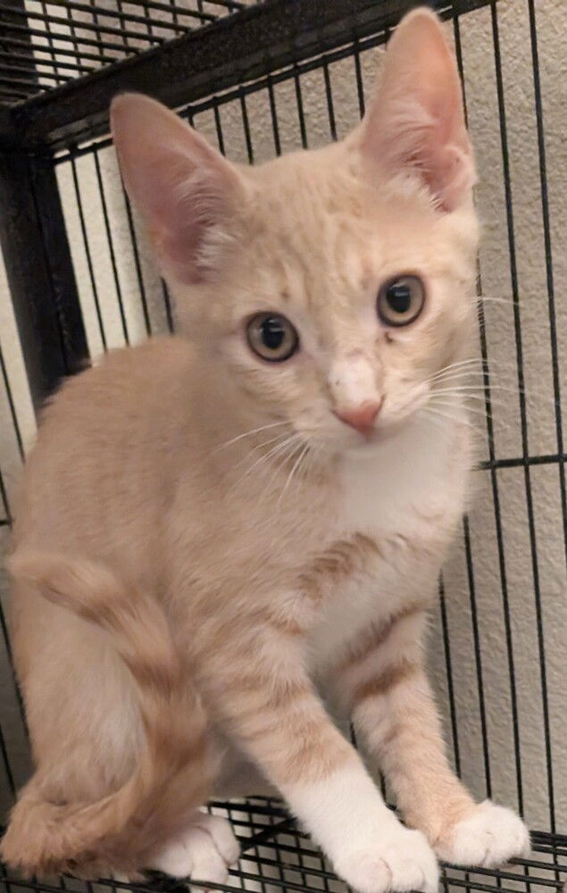 adoptable Cat in San Bernardino, CA named Feisty