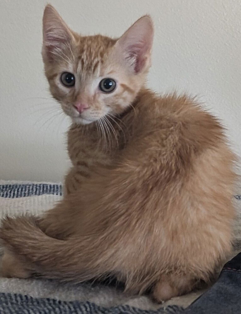 adoptable Cat in San Bernardino, CA named Fruity