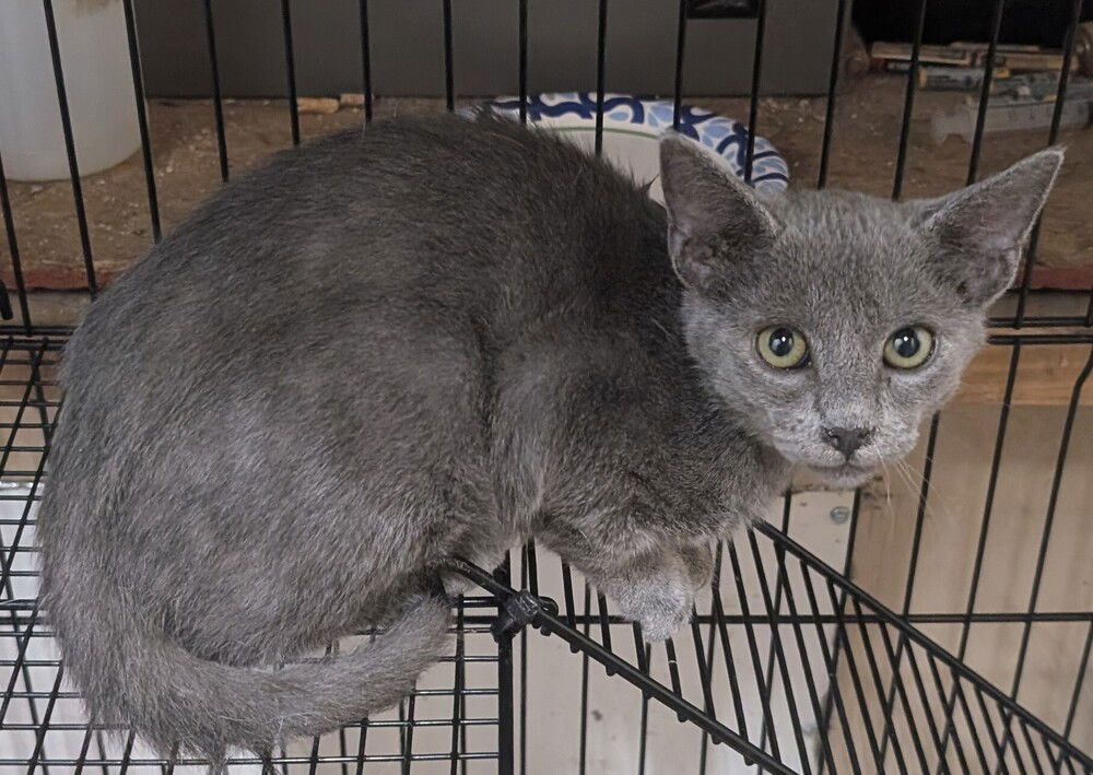 adoptable Cat in San Bernardino, CA named Grayson