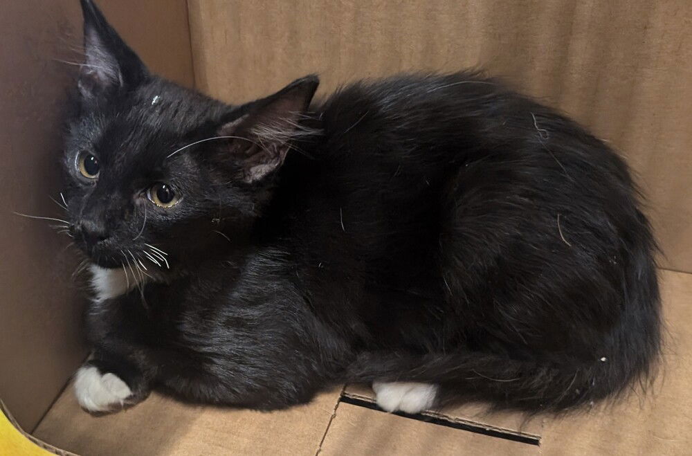 adoptable Cat in San Bernardino, CA named Gremlin