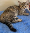 adoptable Cat in  named Spicy