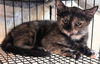 adoptable Cat in  named Shelly