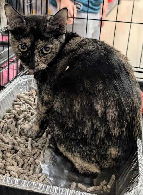 SHELLY - Domestic Short Hair / Domestic Short Hair available for adoption
