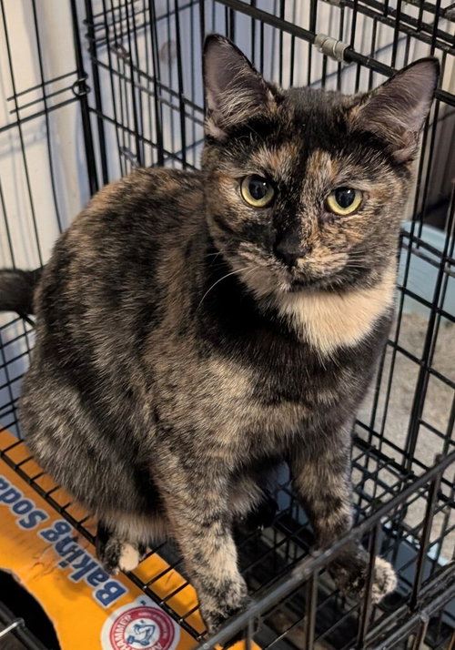 SHELLY - Domestic Short Hair / Domestic Short Hair available for adoption
