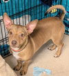 adoptable Dog in  named Bruce