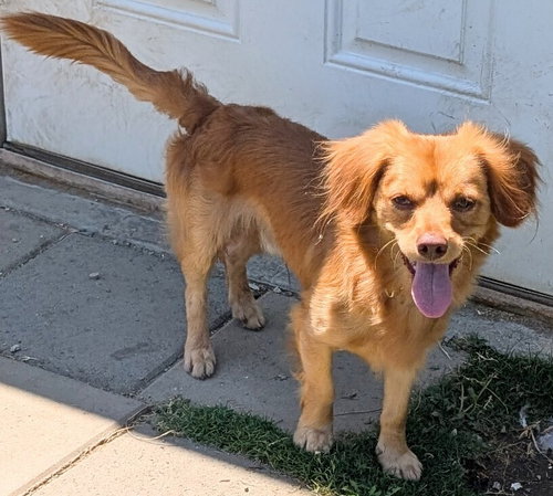 picture of the dog needing adoption