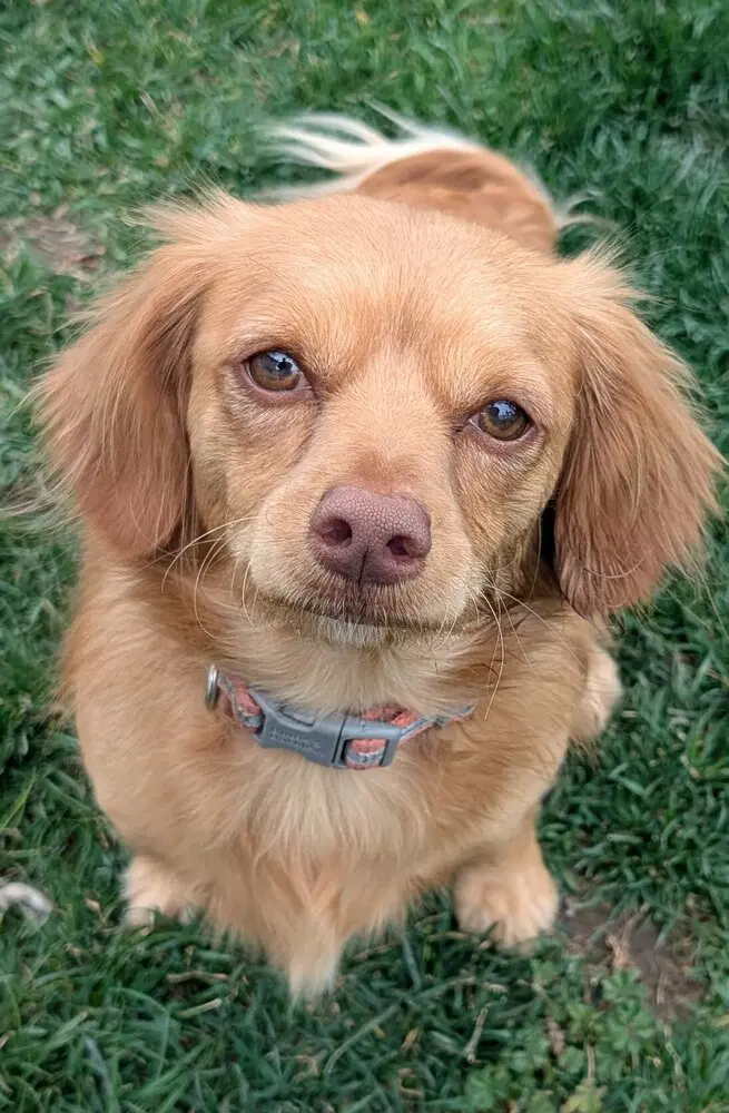 Cash - Maltese