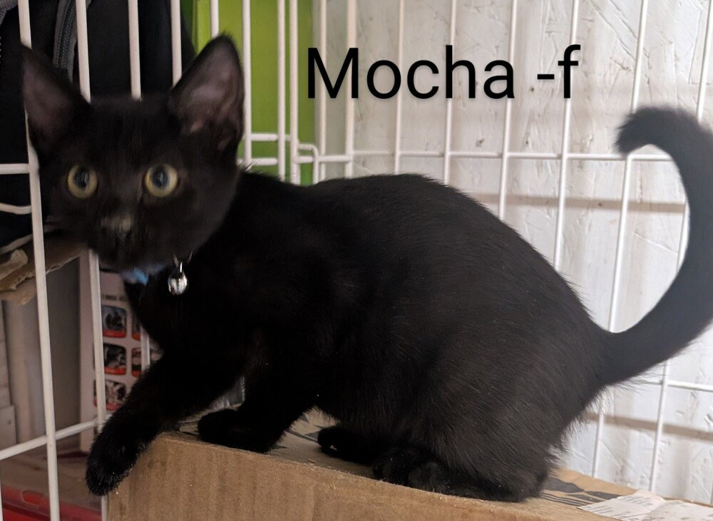 Mocha Image
