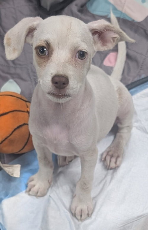 picture of the dog needing adoption