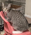 Calliope - Photo 2