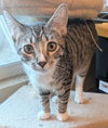 Calliope - Photo 3