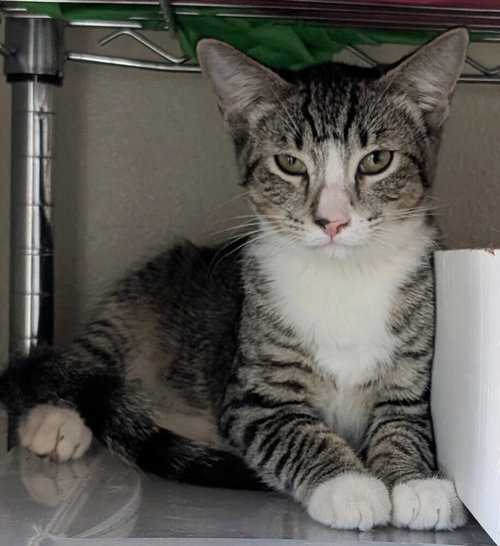 CALVIN - Domestic Short Hair available for adoption