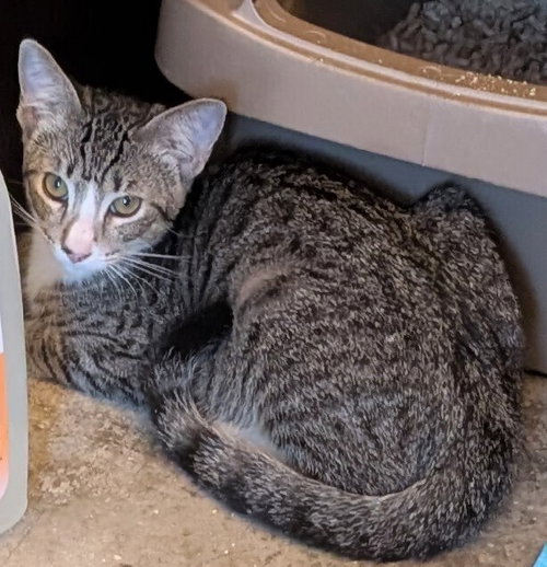 CALVIN - Domestic Short Hair available for adoption