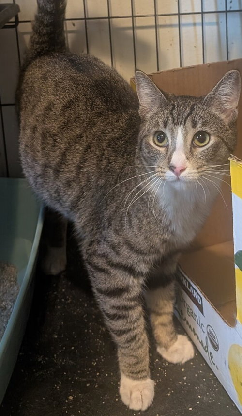 Calvin, Baby Domestic Short Hair / Mixed (long coat), cat for adoption in Montclair, California