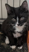 Shelby - Photo 1