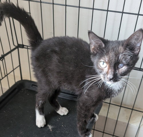 ZACH - Domestic Short Hair available for adoption