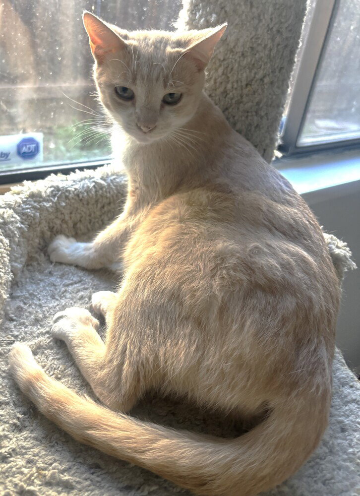 Chula Image