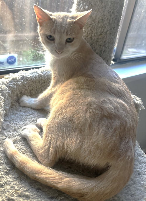 picture of the cat needing adoption