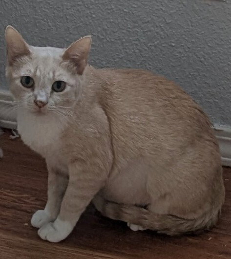 Chula