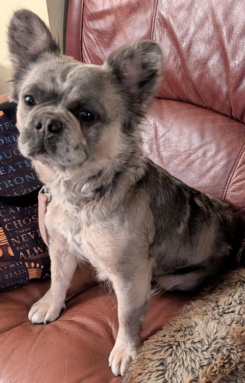 picture of the dog needing adoption