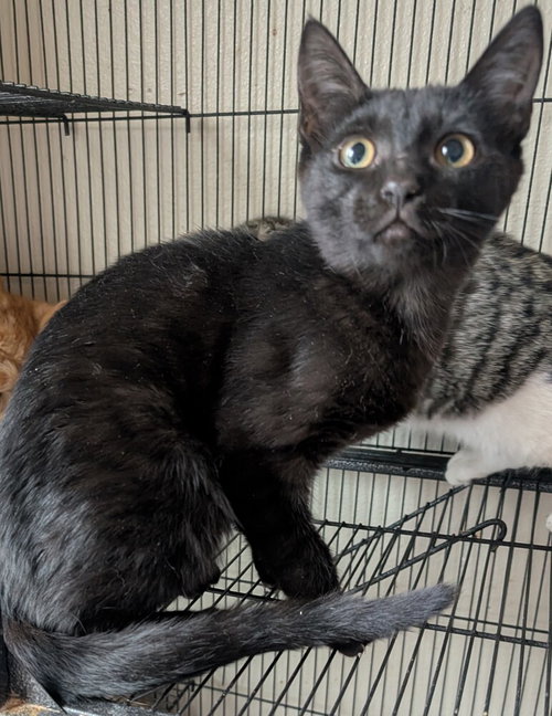 GROVER - Domestic Short Hair available for adoption