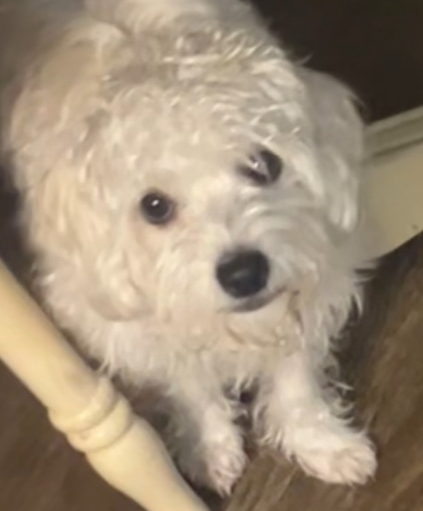 picture of the dog needing adoption