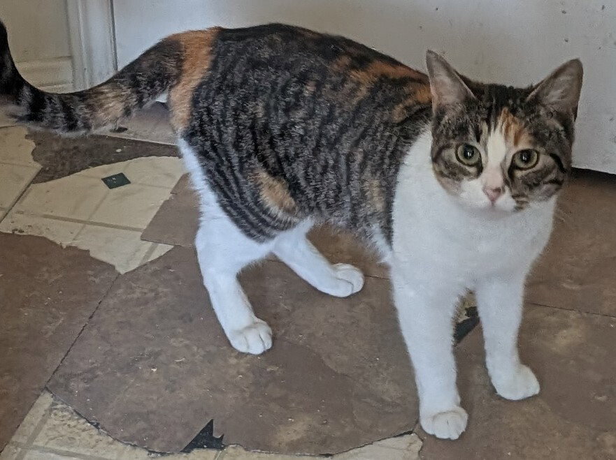 Mixie Image