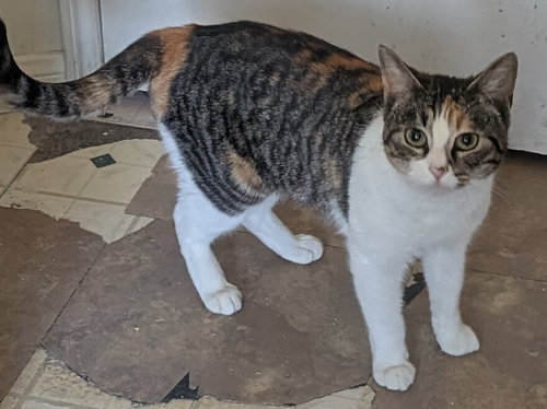 Mixie, an adoptable Calico in San Bernardino, CA