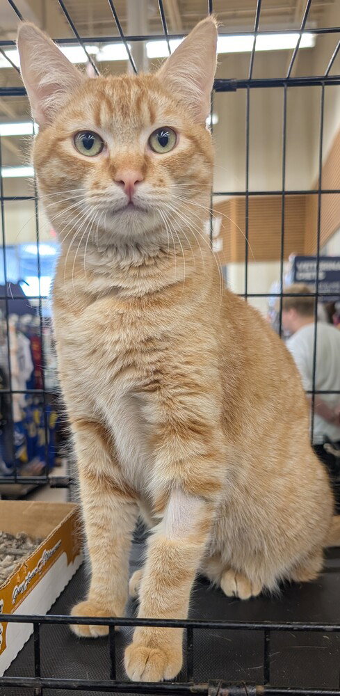 Pez, an adoptable Maine Coon in San Bernardino, CA