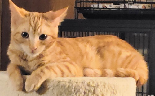 ABBY - Domestic Medium Hair available for adoption