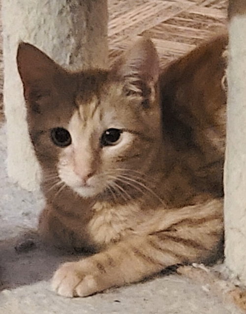 ABBY - Domestic Medium Hair available for adoption