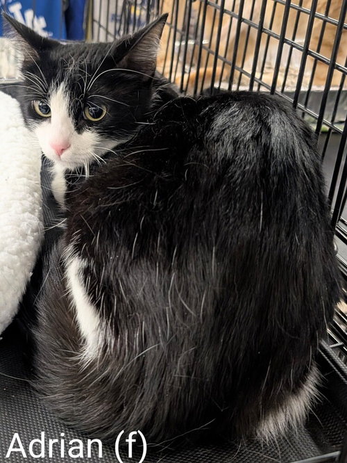 ADRIAN - Domestic Medium Hair available for adoption