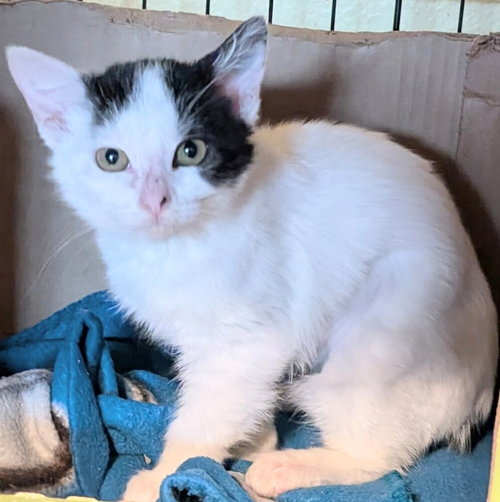 Valli, Baby Domestic Medium Hair / Mixed (long coat), cat for adoption in Montclair, California