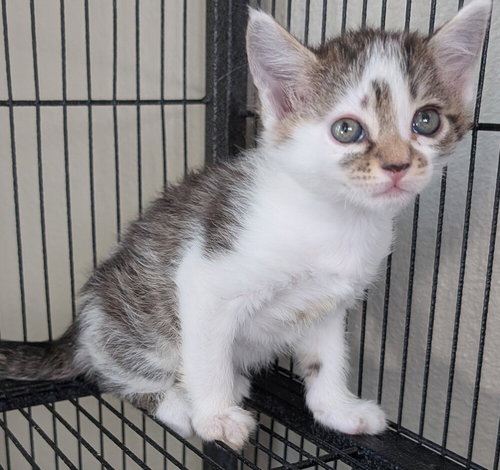 Brandy, Baby Maine Coon / Mixed (long coat), cat for adoption in Montclair, California