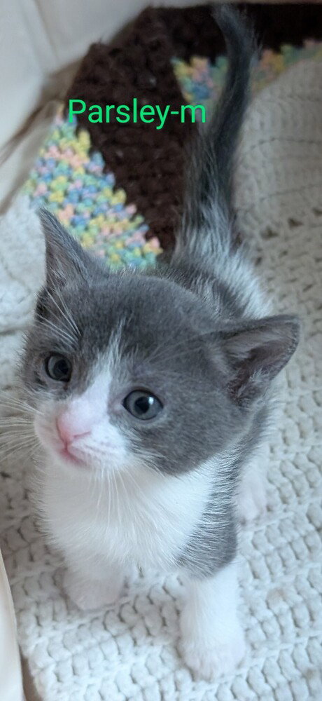Parsley, an adoptable Domestic Medium Hair in San Bernardino, CA