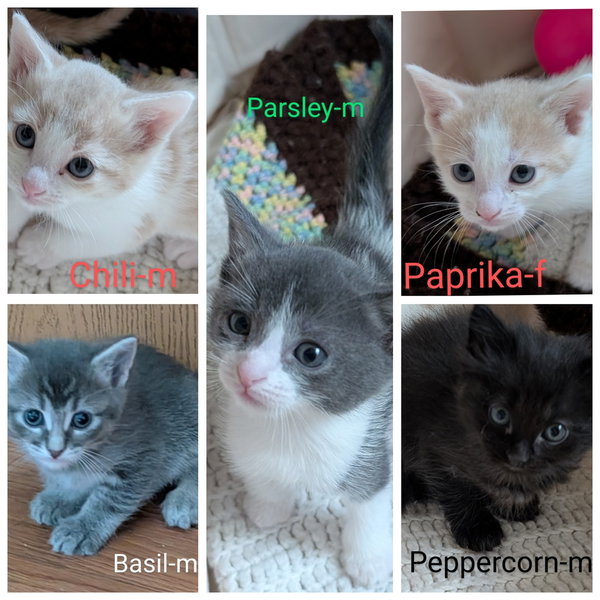 Parsley